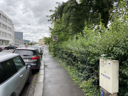 Hecke 04082020 Krausstraße 